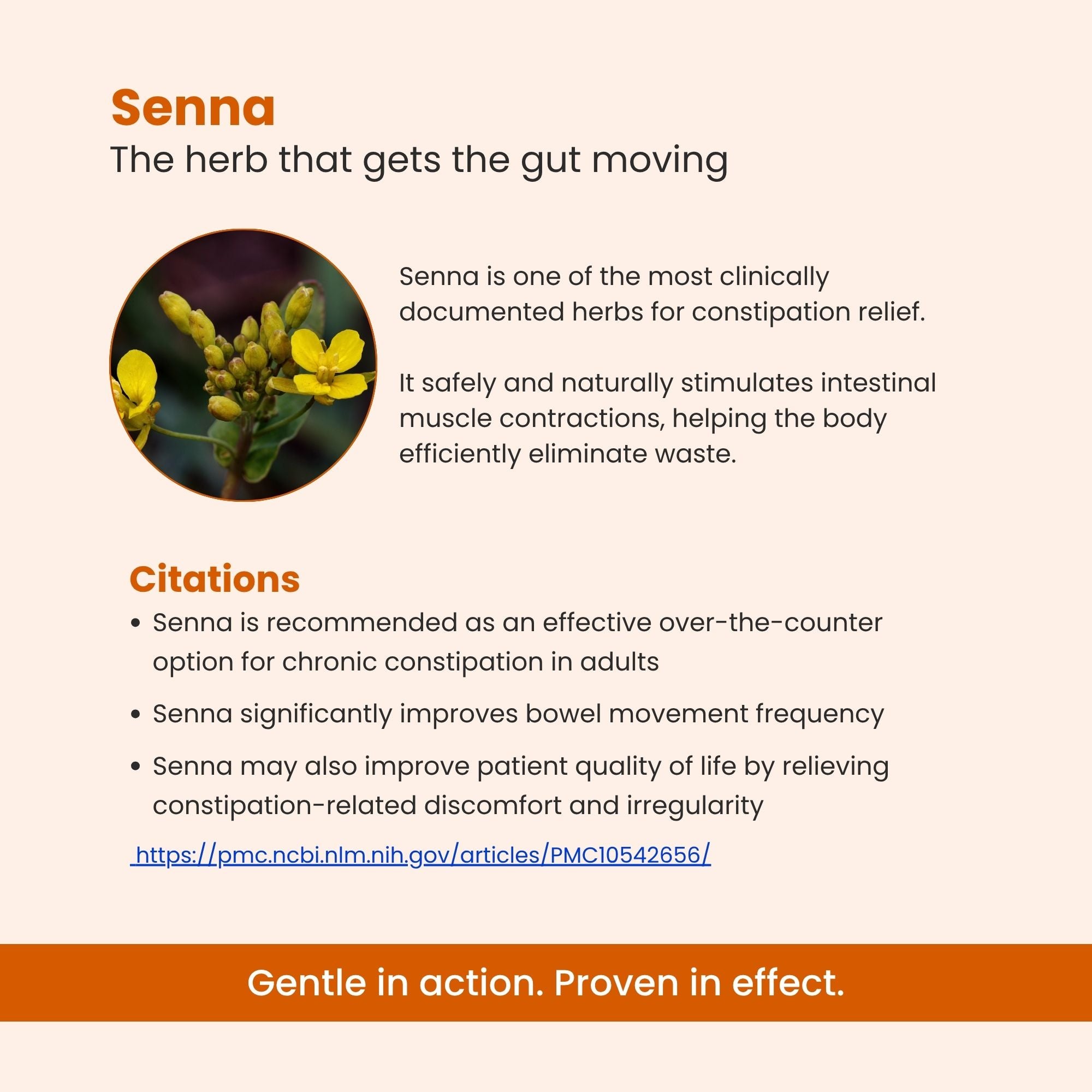 Super Cleanse 💥 - SUPER GUT