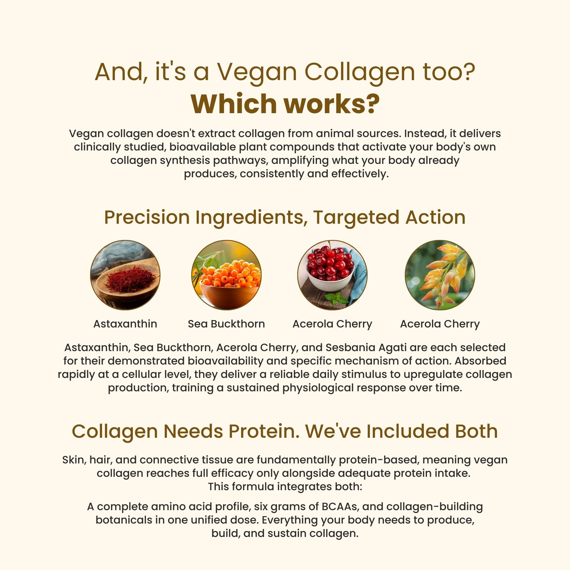 DAILY PRO-GUT Vegan Protein Collagen (Chocolate)